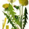 Taraxacum officinale in un disegno 